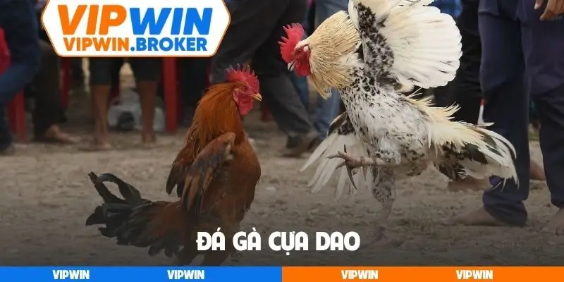 Đá gà cựa dao
