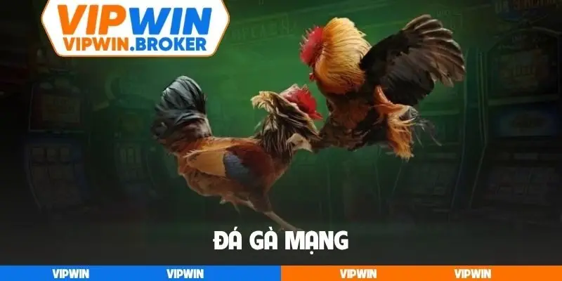 Đá gà mạng