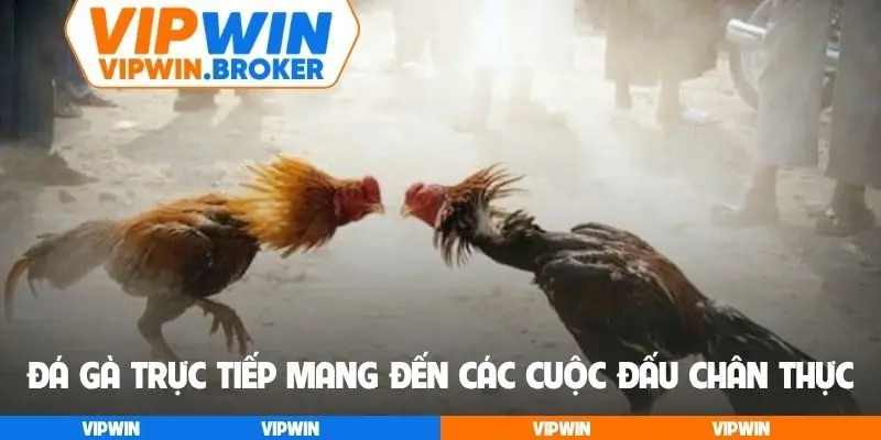 Đá gà trực tiếp mang đến các cuộc đấu chân thực