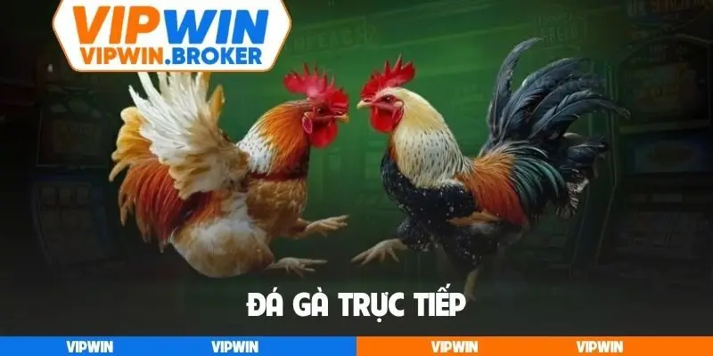 Đá gà trực tiếp